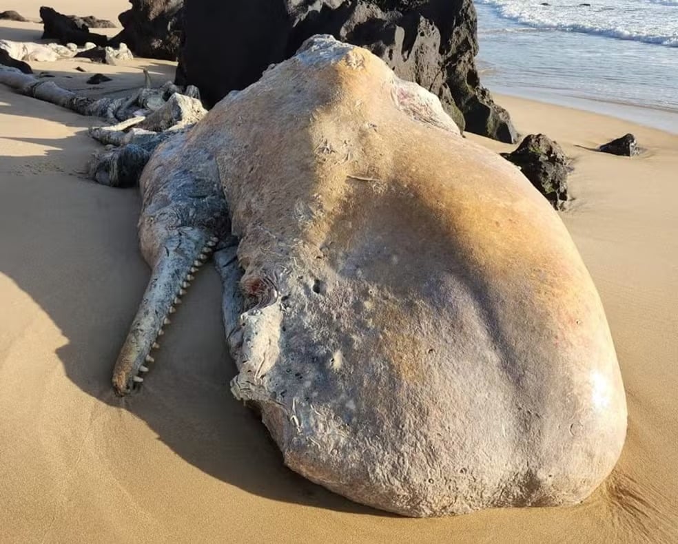 Ossada de baleia-cachalote é encontrada em praia de Tibau do Sul
