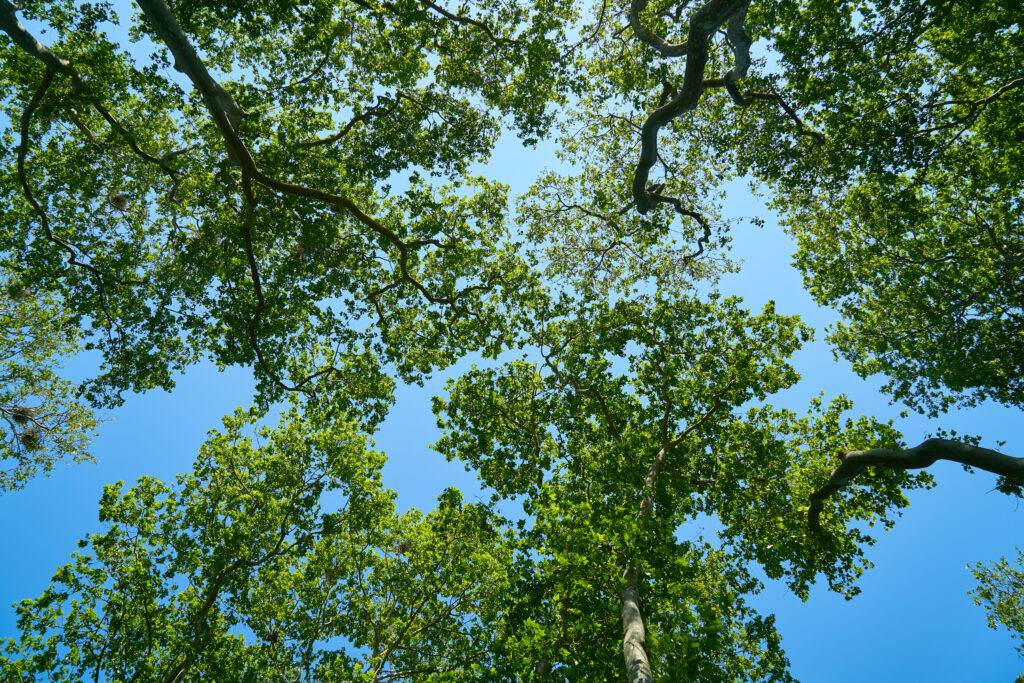 50 mil árvores serão plantadas até 2026 através de parceria da Prefeitura e projeto Arboriza Natal