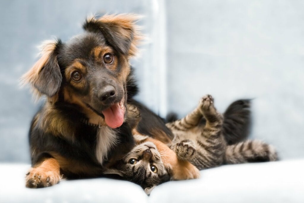 SinPatinhas: Governo Federal lança registro nacional gratuito para cães e gatos