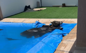 Boi invade residência e cai em piscina no interior do RN