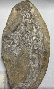 Descoberta Inédita: Nova Espécie de Pterossauro é Identificada em Vômito Fossilizado no Nordeste