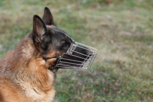 Projeto de Lei Propõe Regras para Circulação de Cães de Grande Porte em Natal