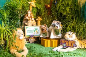 Hotel e Day Care “My Best Nanny” realiza ensaio de formandos com seus alunos pets